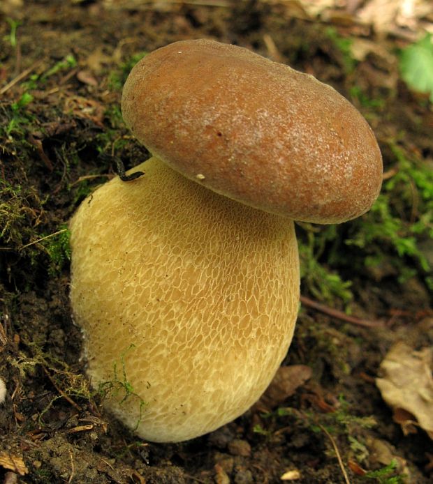 hríb dubový Boletus reticulatus Schaeff.