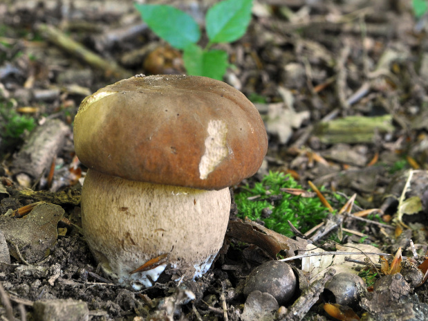 hríb dubový Boletus reticulatus Schaeff.