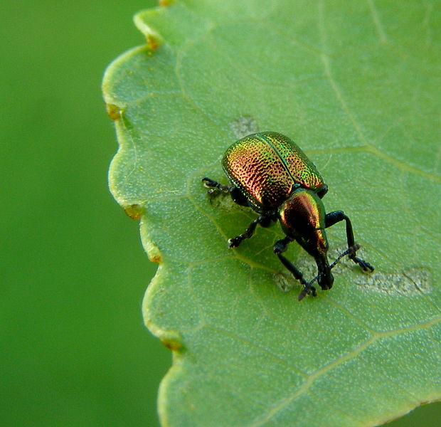 nosánik topolový Byctiscus populi.