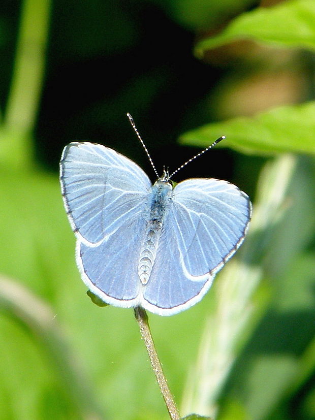 modráčik krušinový - samček  Celastrina argiolus