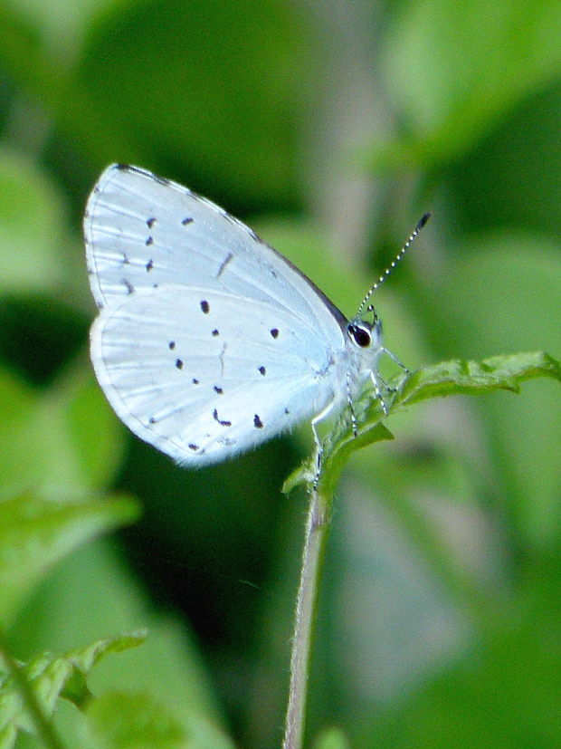 modráčik krušinový - samček  Celastrina argiolus