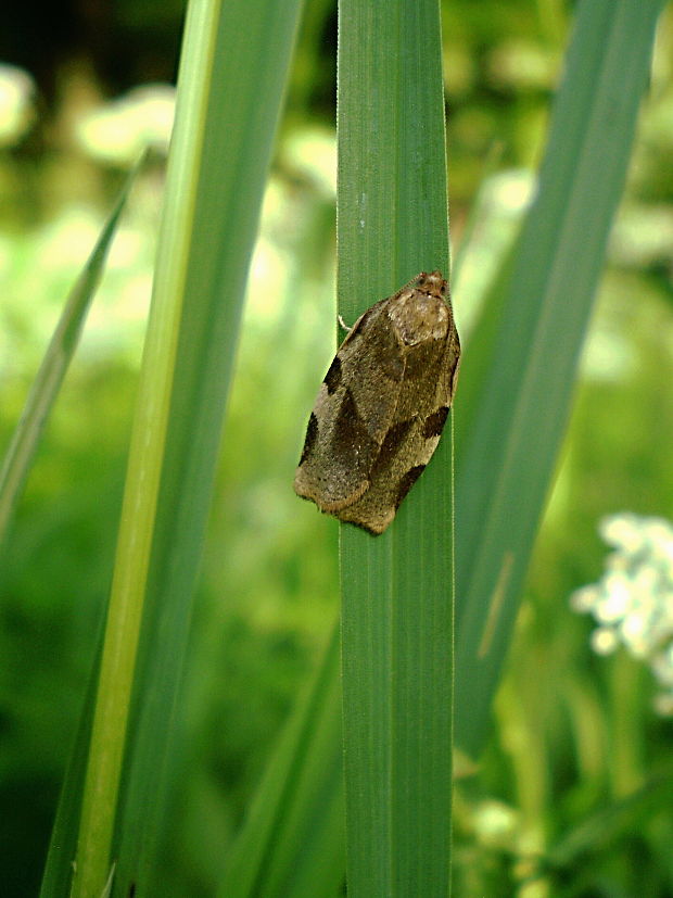 obaľovač Hebenstreitov Choristoneura hebenstreitella