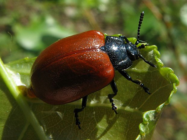 liskavka topolová/mandelinka topolová Chrysomela populi Linnaeus, 1758