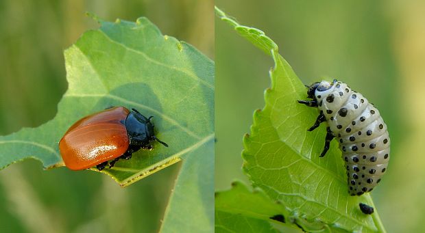 liskavka topolová Chrysomela populi