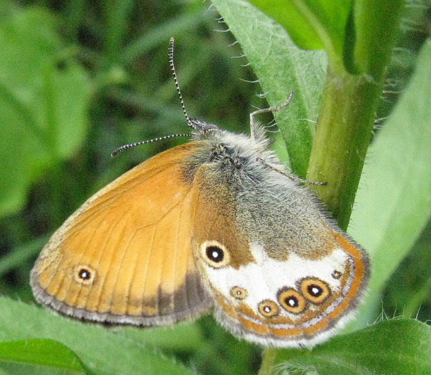 očkáň medničkový Coenonympha arcania