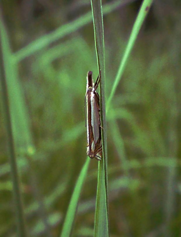 trávovec ďatelinový Crambus pascuella