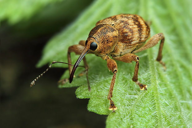 nosáčik žaľuďový Curculio glandium