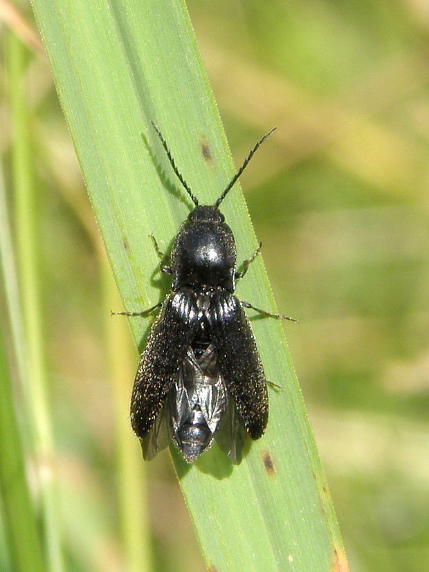 kováčik čierny Hemicrepidius niger