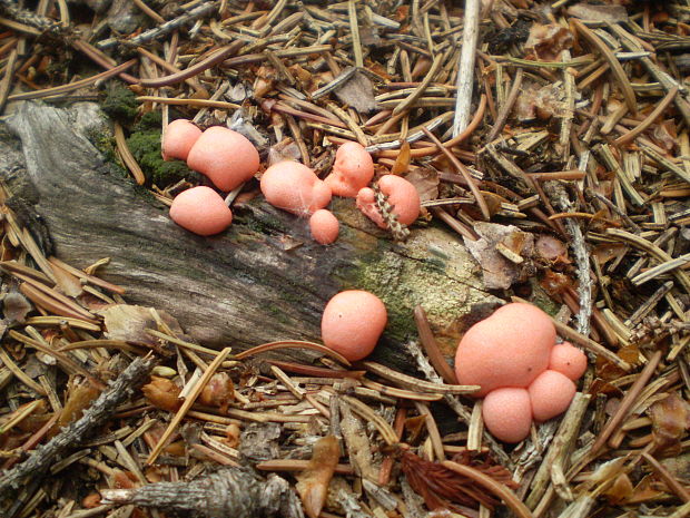 vlčinka červená Lycogala epidendrum (J.C. Buxb. ex L.) Fr.