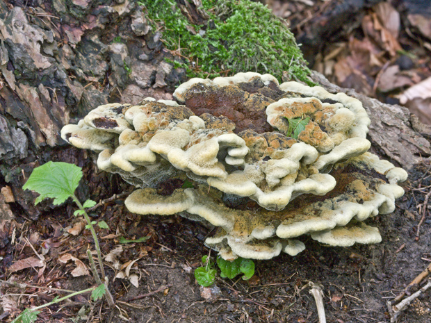 hnedák Schweinitzov Phaeolus schweinitzii (Fr.) Pat.