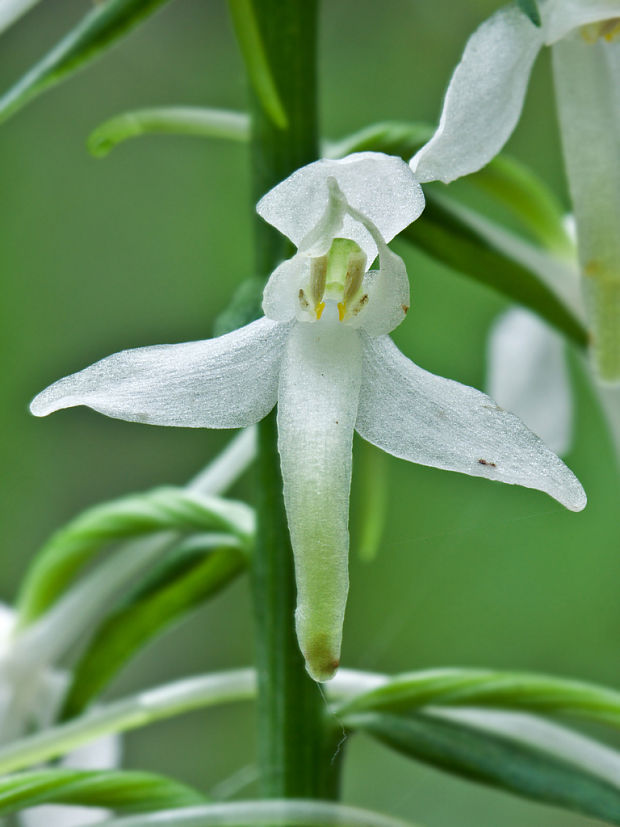 vemenník dvojlistý Platanthera bifolia (L.) Rich.