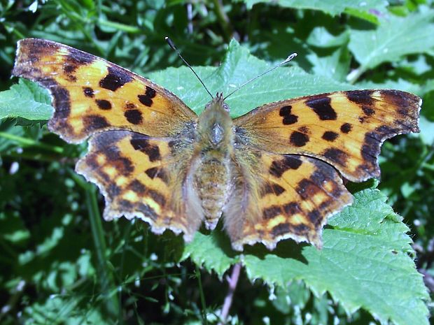 babôčka zubatokrídla  Polygonia c-album