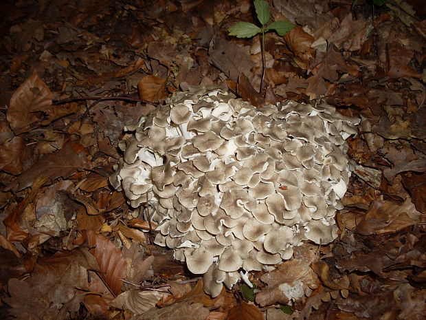 trúdnik klobúčkatý Polyporus umbellatus (Pers.) Fr.