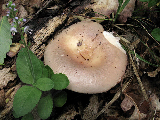 plávka mandľová? Russula vesca? Fr.