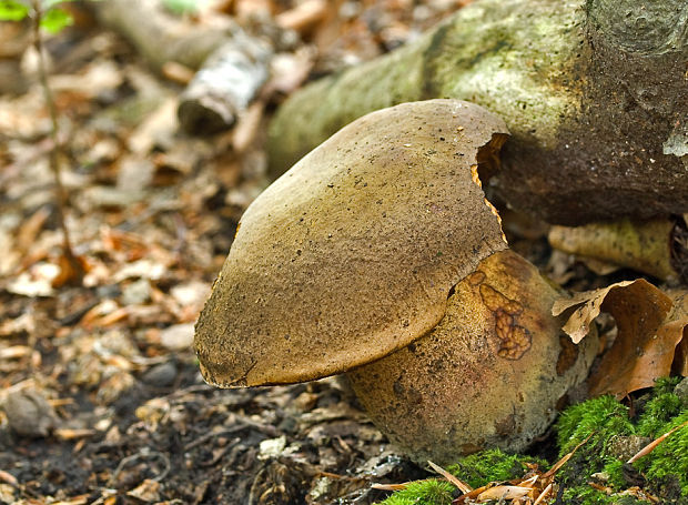 hríb zrnitohlúbikový Sutorius luridiformis (Rostk.) G. Wu & Zhu L. Yang