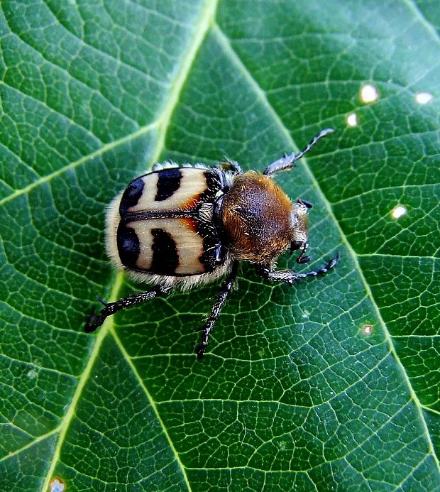 chlpáčik škvrnitý  Trichius fasciatus