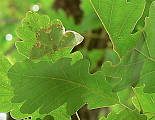 piadivka lemovaná - zelenopláštník dubový