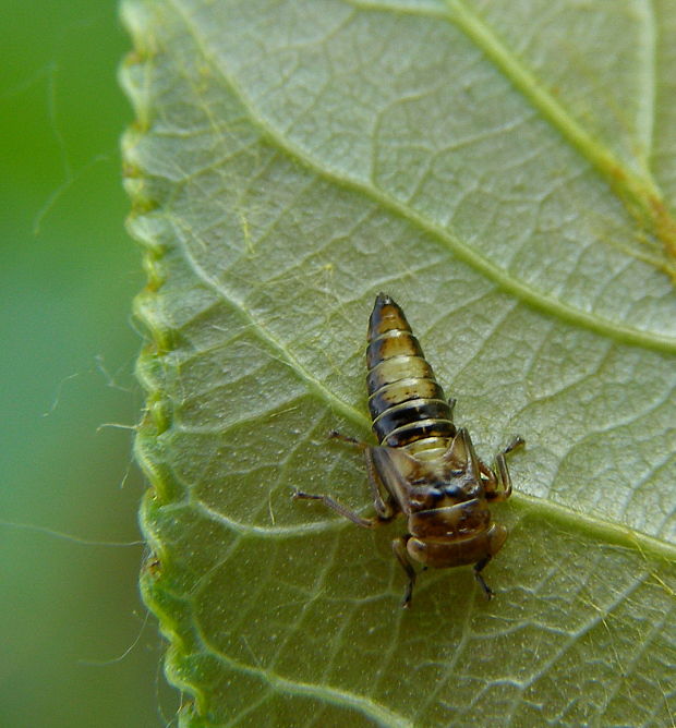 cikádka-larva