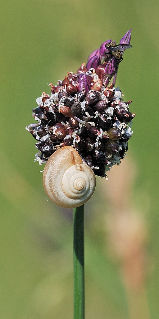 cesnak orešcový  Allium scorodoprasum L.