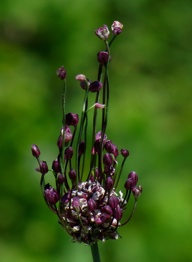 cesnak  Allium sp. Waldst. et Kit.