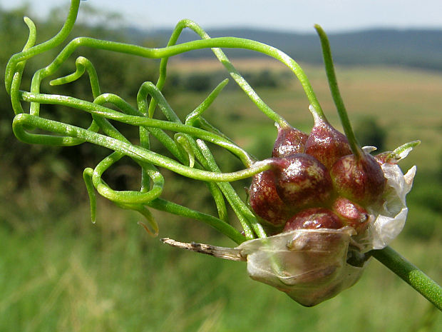 cesnak poľný Allium vineale L.