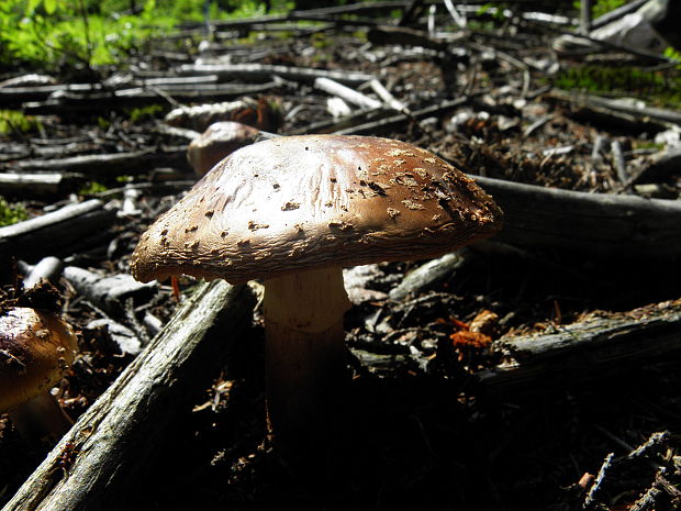 muchotrávka červená? Amanita muscaria (L.) Lam.