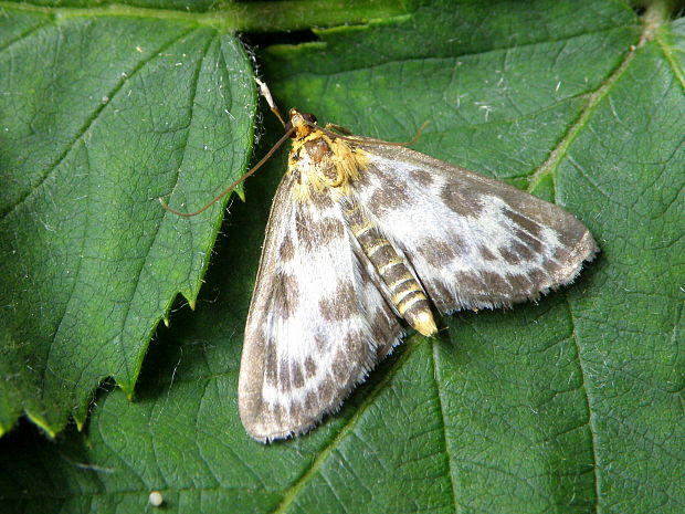 víjačka záhradná Anania hortulata  Linnaeus, 1758