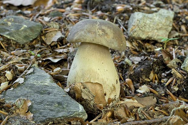 hríb dubový Boletus reticulatus Schaeff.