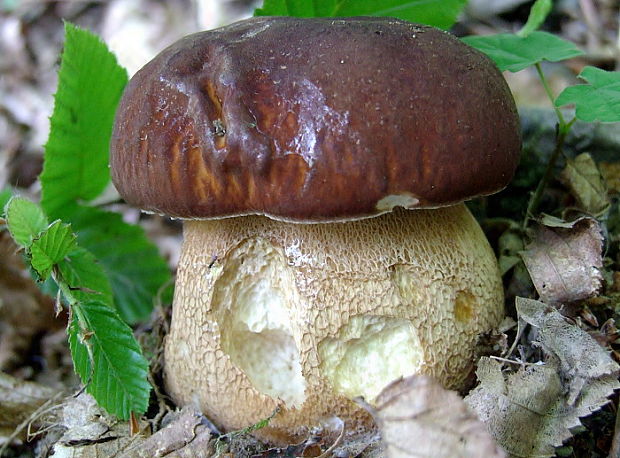 hríb dubový Boletus reticulatus Schaeff.