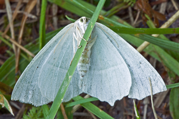 listnatka hrabová Campaea margaritaria