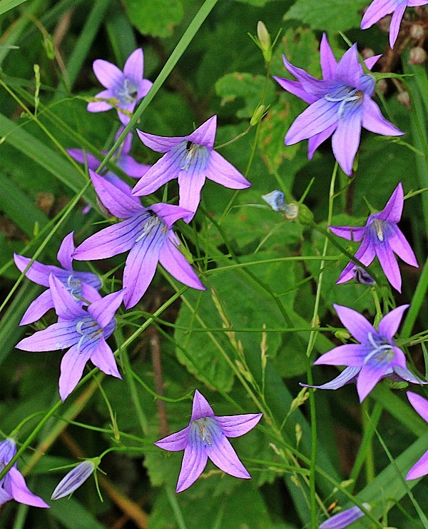 zvonček konáristý Campanula patula L.