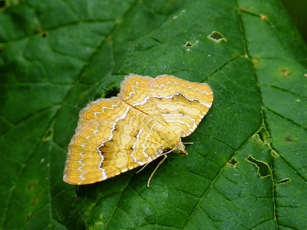 piadivka žihľavová Camptogramma bilineatta Linnaeus,1758