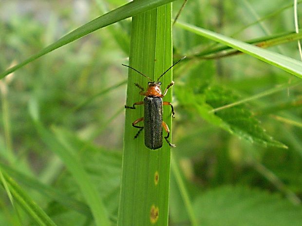 snehuľčík Cantharis pellucida