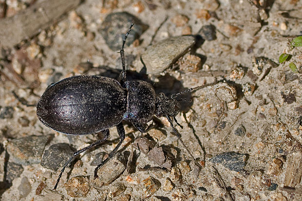 bystruška hájna  Carabus nemoralis