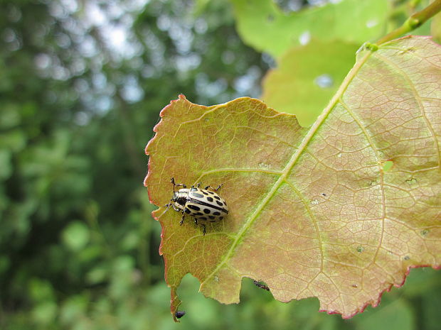 liskavka Chrysomela vigintipunctata