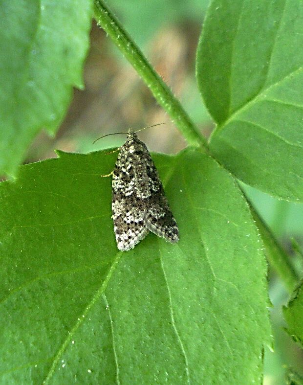 obaľovač Cnephasia anticolana