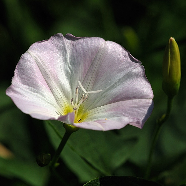 pupenec roľný  Convolvulus arvensis L.