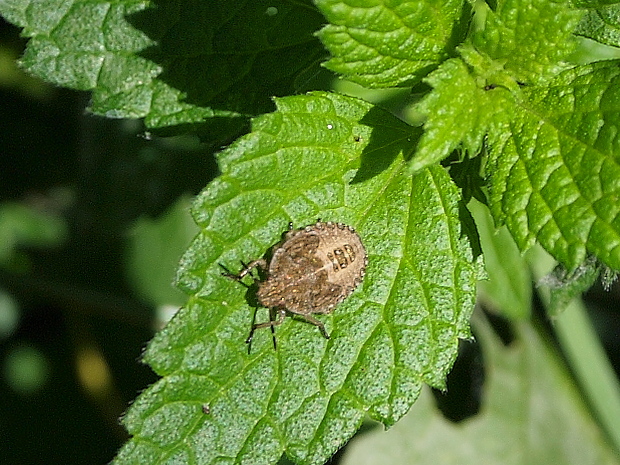 bzdocha obyčajná Dolycoris baccarum