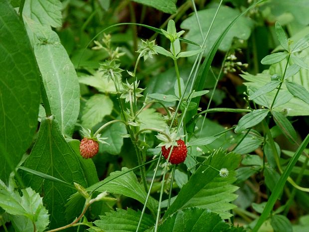 jahoda obyčajná Fragaria vesca L.