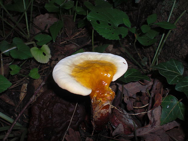 lesklokôrovka obyčajná Ganoderma lucidum (Curtis) P. Karst.