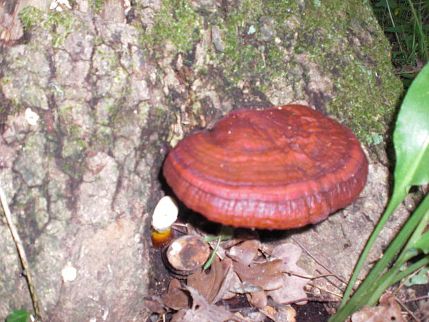 lesklokôrovka obyčajná Ganoderma lucidum (Curtis) P. Karst.