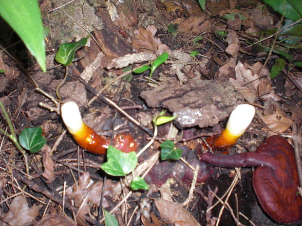 lesklokôrovka obyčajná Ganoderma lucidum (Curtis) P. Karst.