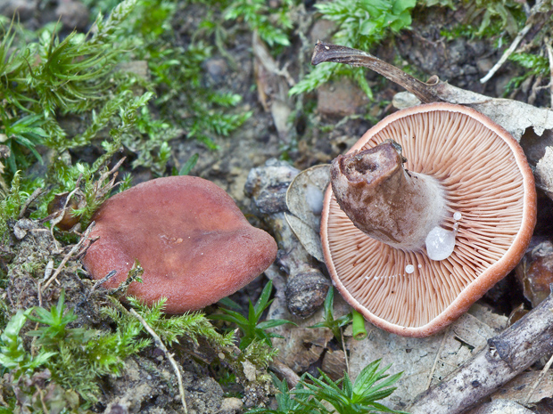 rýdzik Lactarius sp.