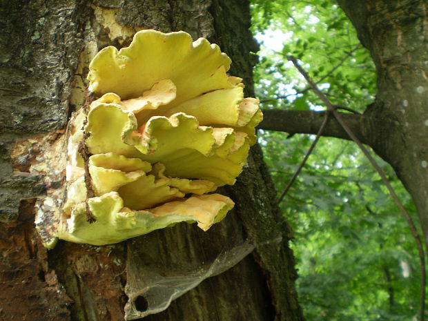 sírovec obyčajný Laetiporus sulphureus (Bull.) Murrill