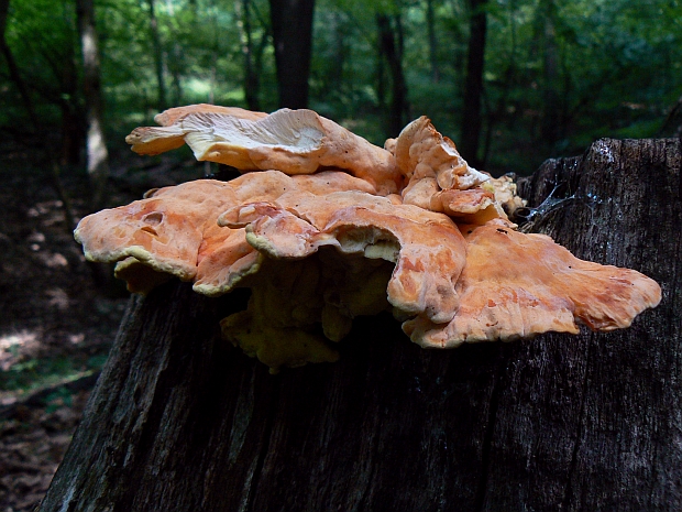 sírovec obyčajný Laetiporus sulphureus (Bull.) Murrill