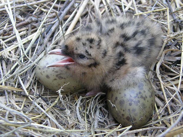 racek chechtavý Larus ridibundus