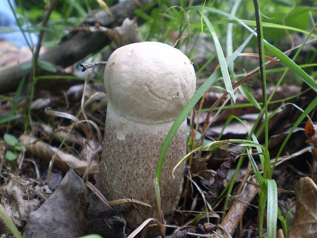 kozák topoľový Leccinum duriusculum (Schulzer ex Kalchbr.) Singer