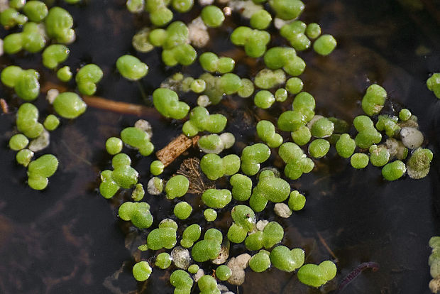 žaburinka Lemna sp. L.