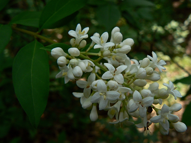 zob vtáčí Ligustrum vulgare L.