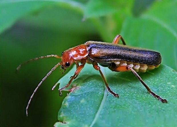 snehulčík Metacantharis discoidea